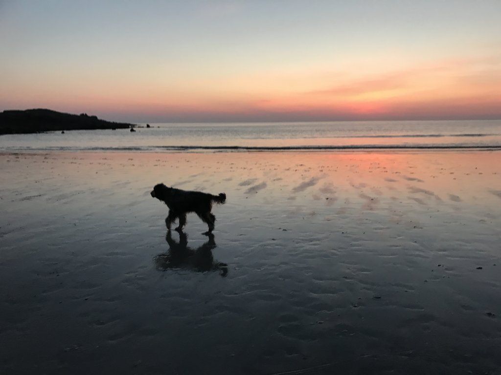 English Setters - Running To Stand Still
