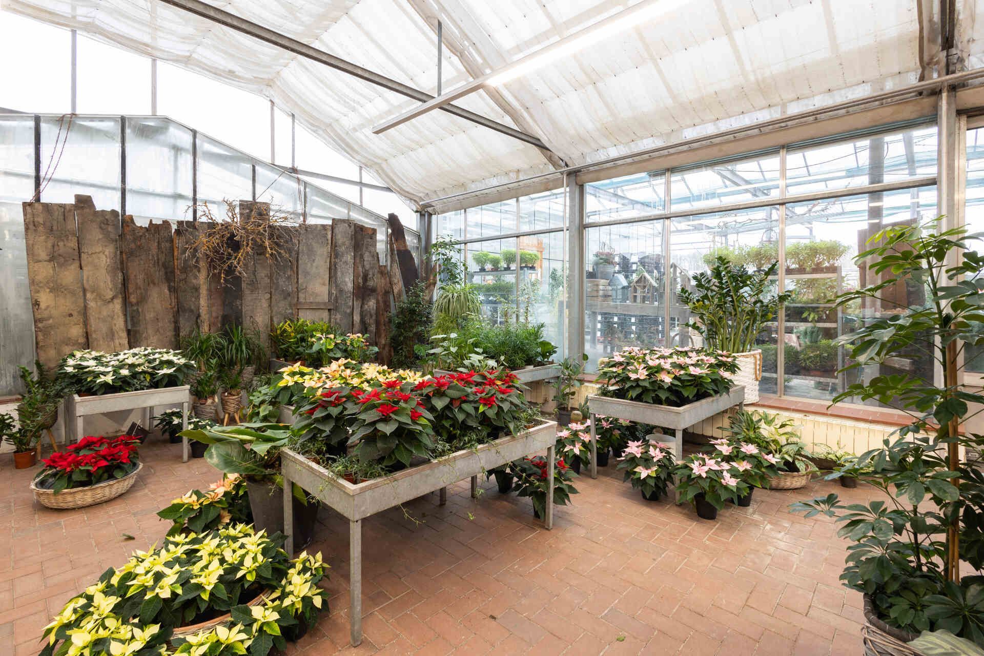 Ein Gewächshaus mit vielen Topfpflanzen und Blumen.