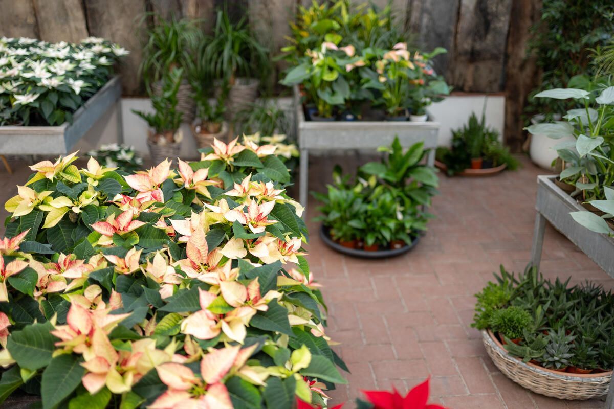 Ein Haufen Topfpflanzen stehen auf einem gefliesten Boden