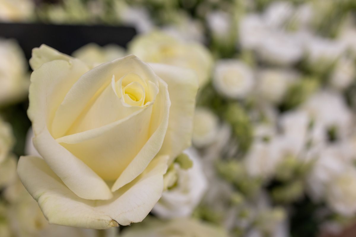 Eine Nahaufnahme einer weißen Rose vor einem Strauß weißer Rosen.