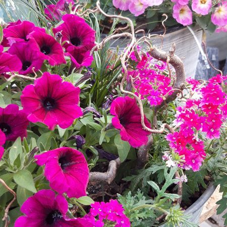 In einem Topf wächst ein Strauß rosa Blumen.