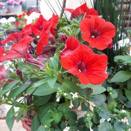 Eine Topfpflanze mit roten Blüten und grünen Blättern