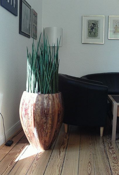 Ein Wohnzimmer mit einer großen Topfpflanze in der Mitte