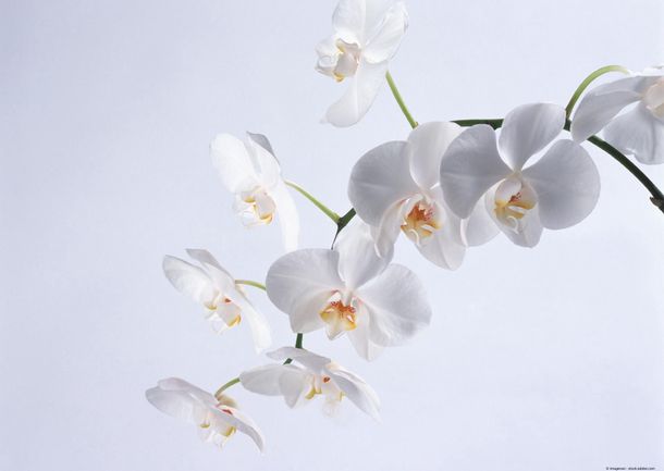 Menschen besuchen verschiedene Messestände Detailaufnahme von weißen Orchideen