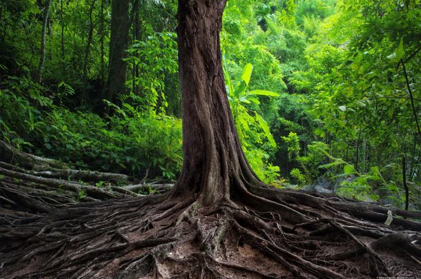 Person filmt eine Veranstaltung mit großer Bühne Ein Baum mit ausgeprägten, teils oberirdischen und fest im Boden verankerten Wurzeln