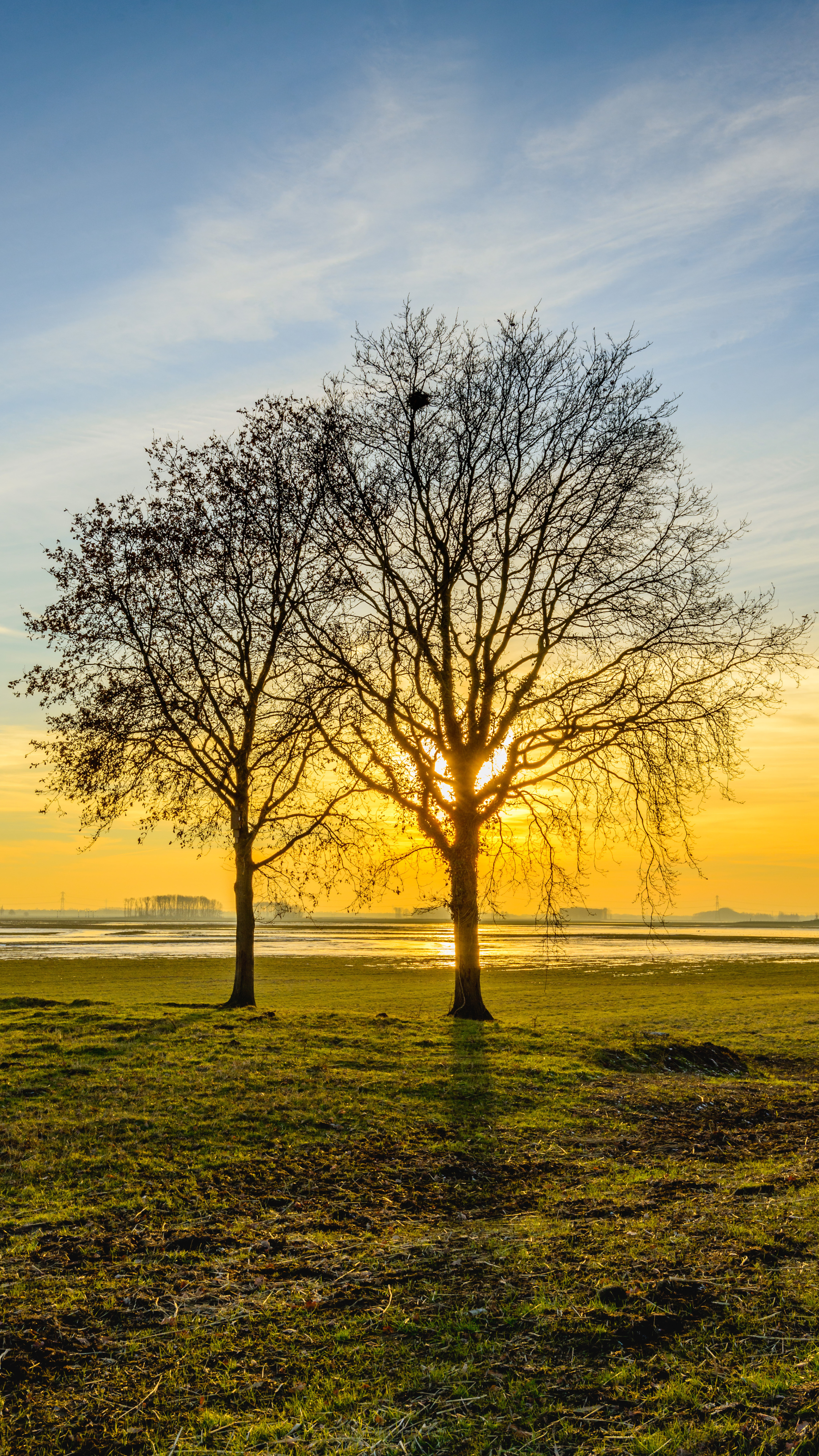 Deux arbres dénudés se détachant sur un coucher de soleil doré, un champ herbeux au premier plan.