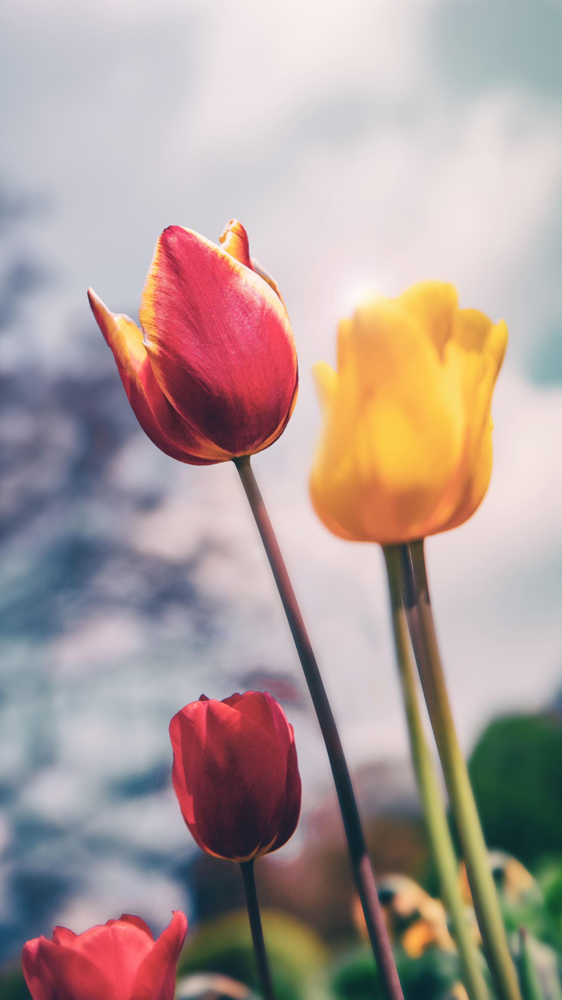 Des tulipes rouges et jaunes sur un ciel flou.