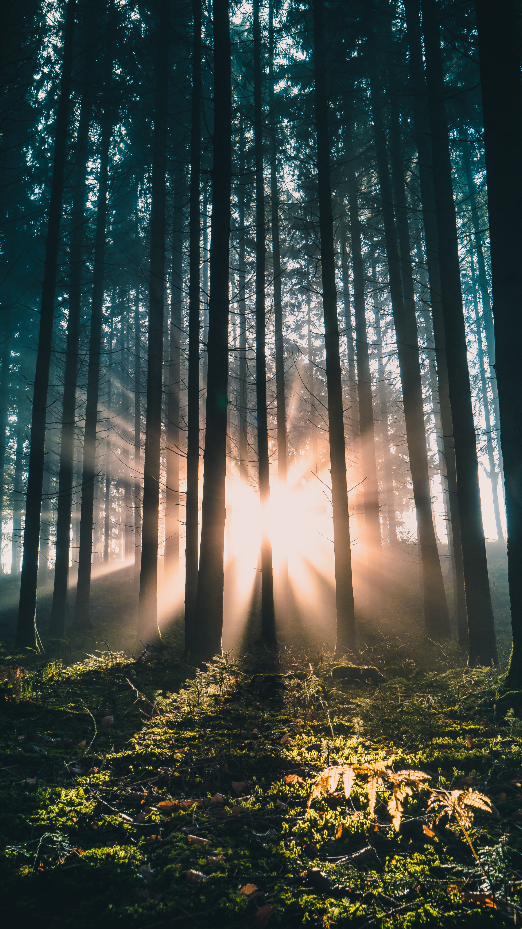 Dans une forêt luxuriante, la lumière du soleil filtre à travers les grands arbres, créant des rayons lumineux.