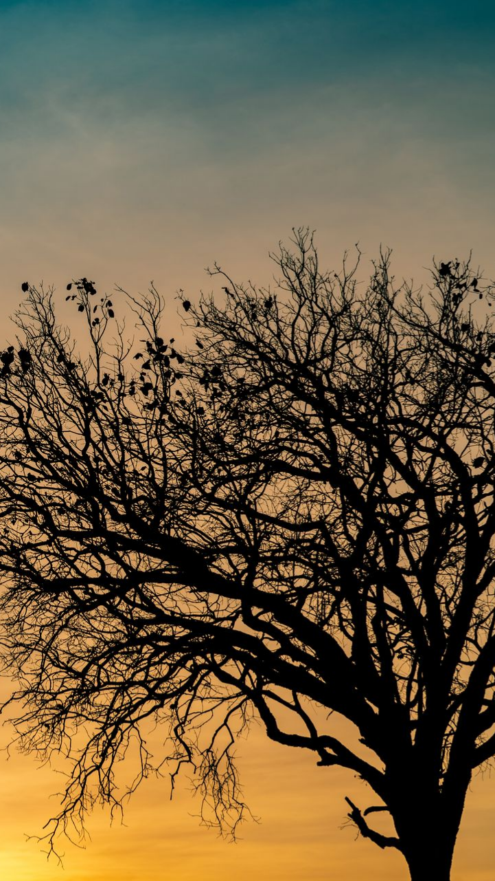 Silhouette d'un arbre nu se détachant sur un ciel aux dégradés d'orange, de jaune et de bleu.