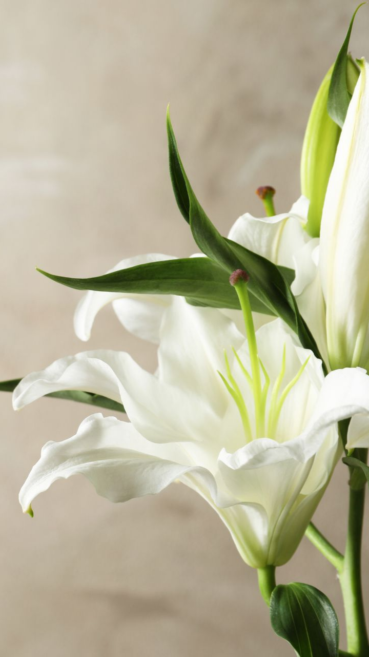 Lys blancs à différents stades de floraison, avec des feuilles vertes sur un fond brun clair.
