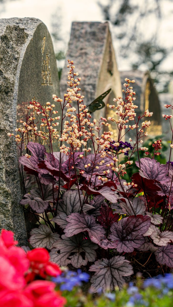 Des fleurs aux feuilles rouge foncé éclosent près des pierres tombales.