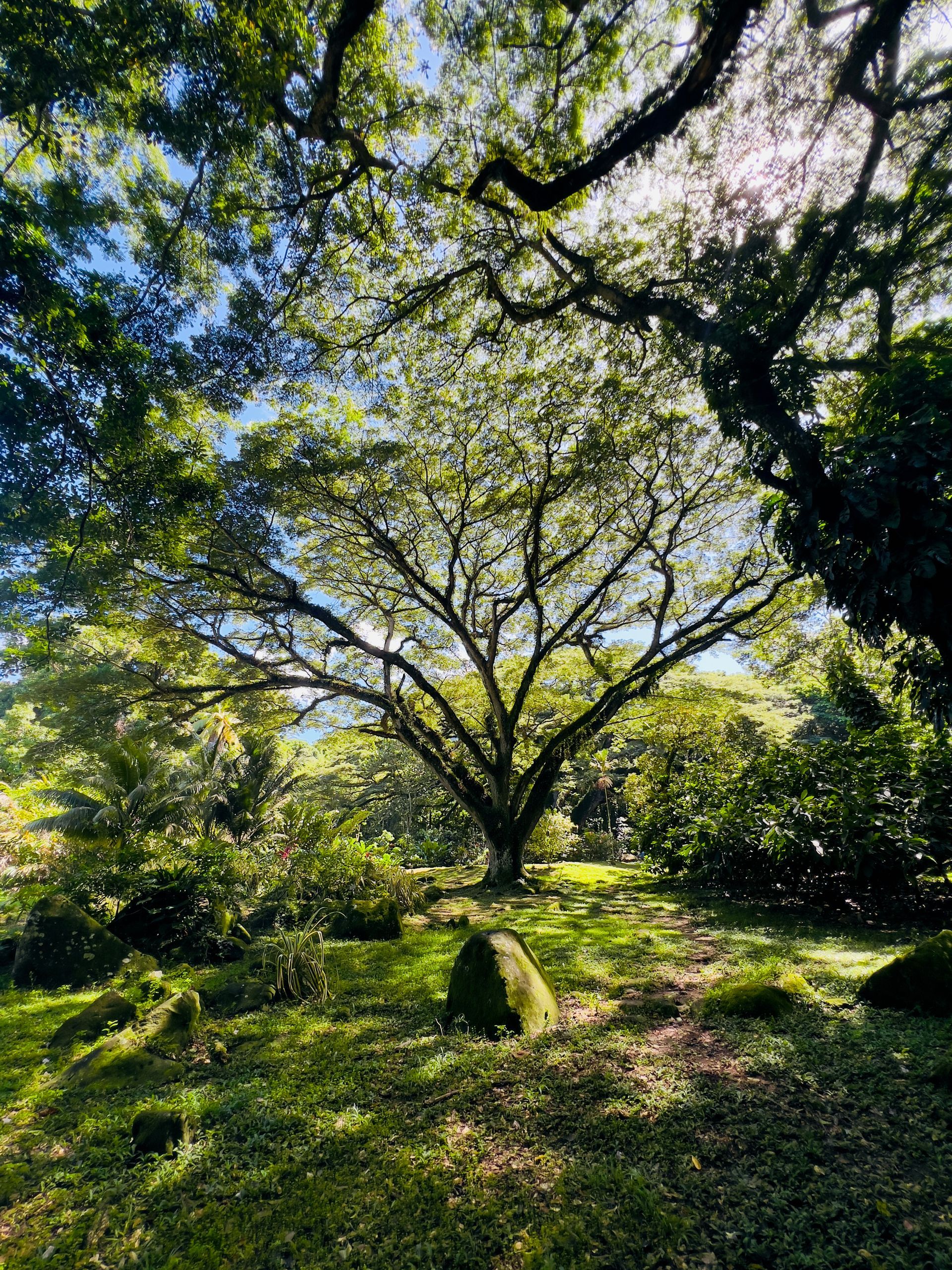 Scène de forêt verdoyante luxuriante avec un grand arbre baigné de soleil ; sol moussu.
