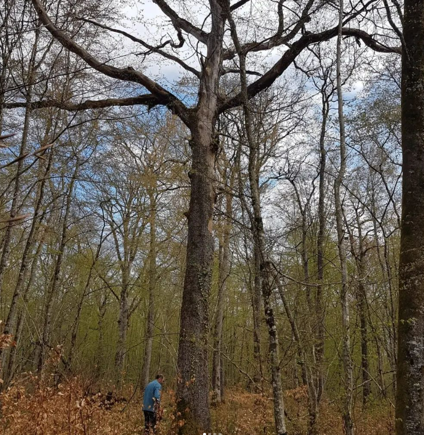 L'artisan choisi son arbre