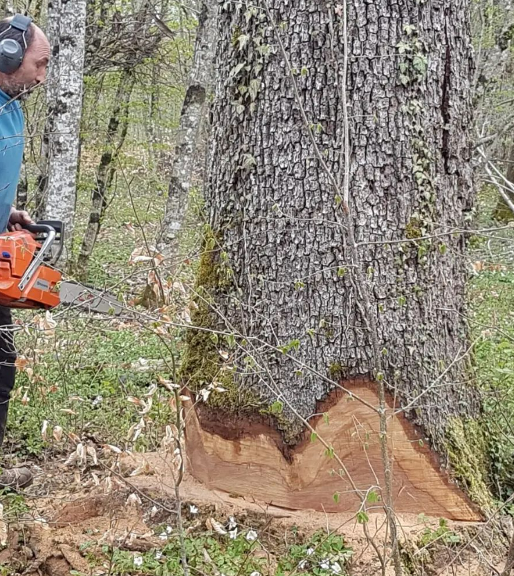 Abattage d'un chêne
