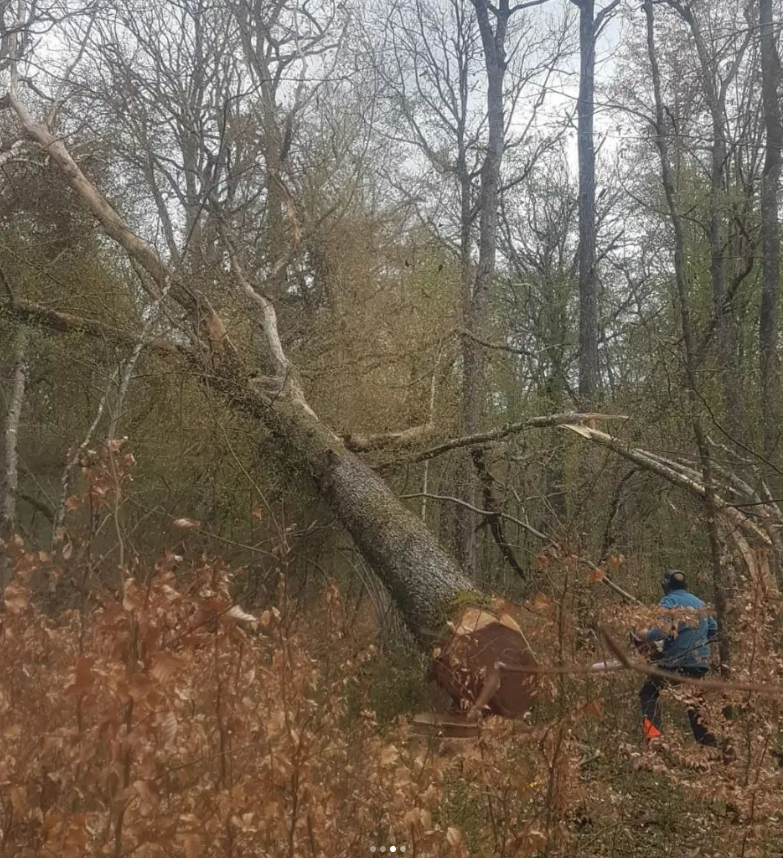Le menuisier abat son arbre