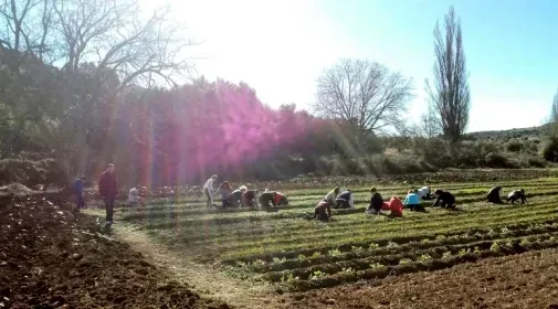 Un grupo de personas está trabajando en un campo de lechuga.