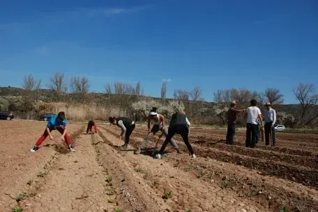 Un grupo de personas está trabajando en un campo.