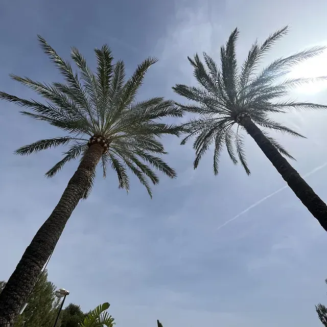 Dos palmeras contra un cielo azul con el sol brillando a través de ellas.
