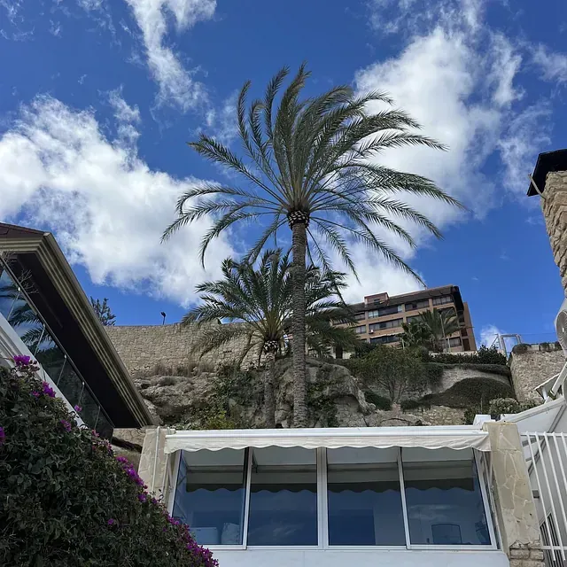 Mirando hacia arriba a una palmera frente a un edificio