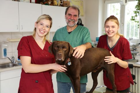 Junger Golden Retriever wird von einem Tierarzt untersucht