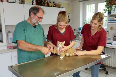 Katze wird mit Stethoskop untersucht