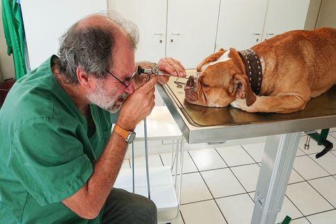 Junger Golden Retriever wird von einem Tierarzt untersucht