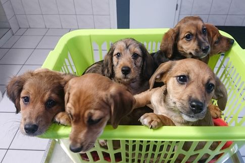 Zwei Hundepfoten auf Menschenhänden
