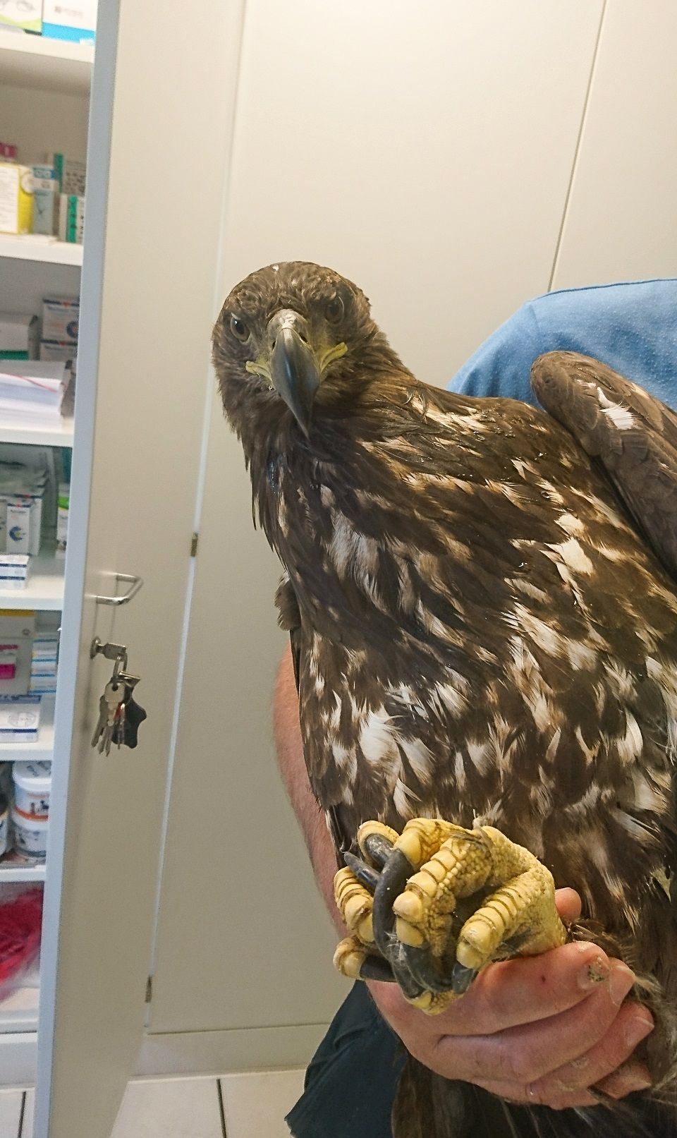 Jens Riege Kleintierpraxis (Dipl. Vet. Med.)