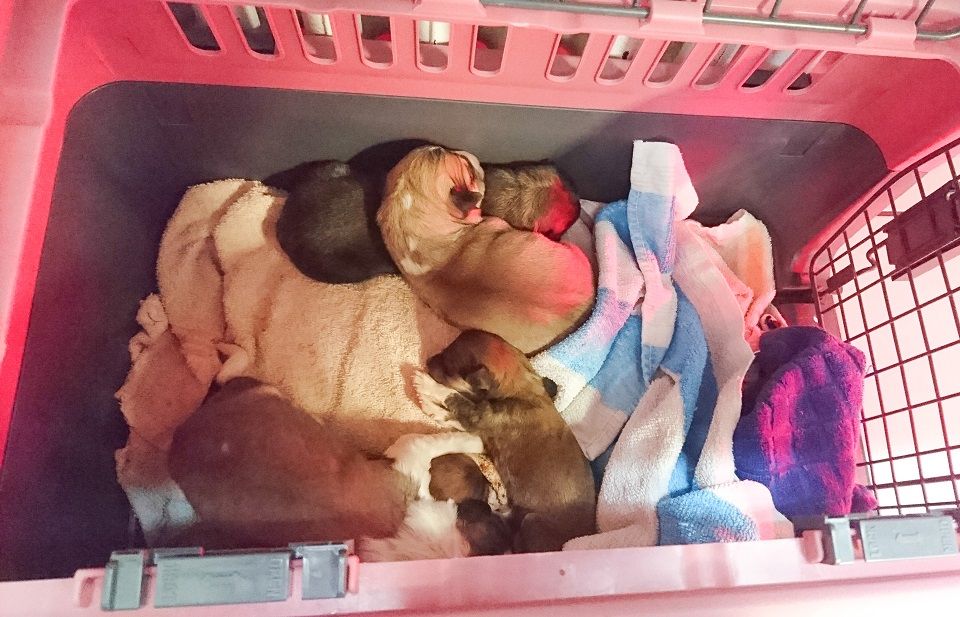 Jens Riege Kleintierpraxis (Dipl. Vet. Med.)