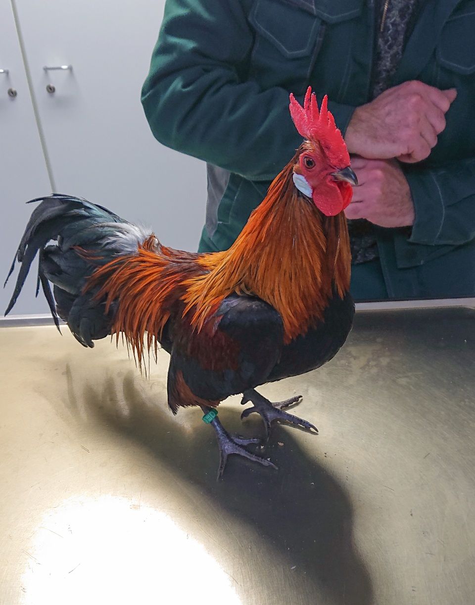 Jens Riege Kleintierpraxis (Dipl. Vet. Med.)