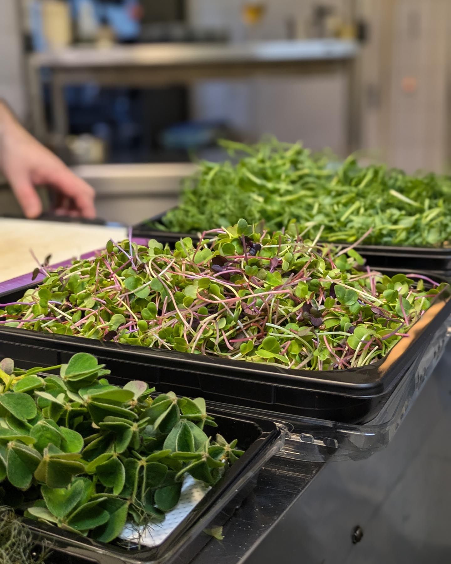 Kresse und Microgreens | Max Plöger