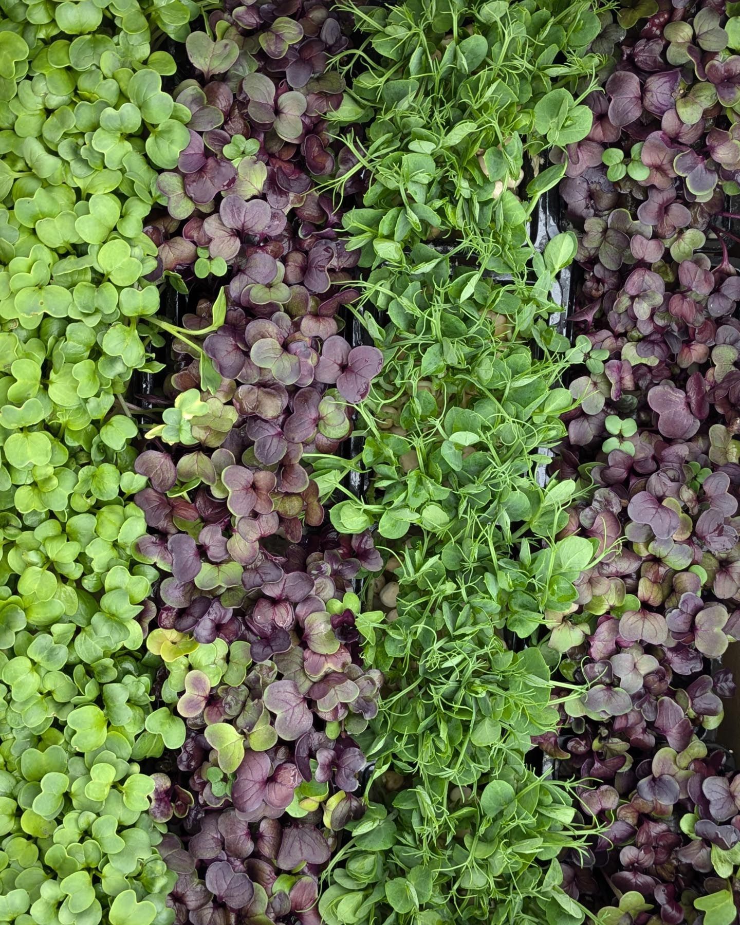 Reihen grüner und violetter Blattsetzlinge in einem Gartenbeet