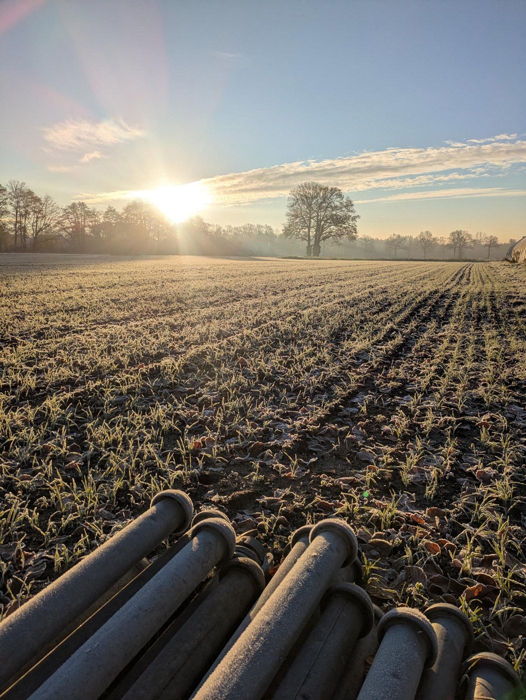 Frostiges Feld bei Sonnenaufgang mit Pflanzenreihen und gestapelten schwarzen Rohren im Vordergrund.