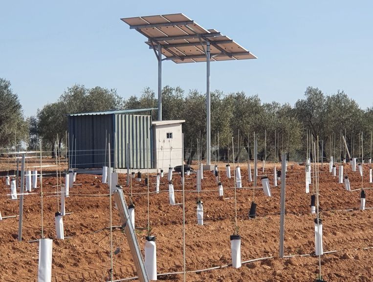 Un conjunto de paneles solares alimenta un sistema de riego en un olivar con árboles jóvenes protegidos por protectores blancos.