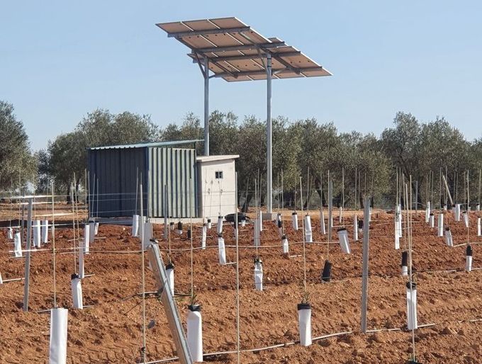 Un conjunto de paneles solares alimenta un sistema de riego en un olivar con árboles jóvenes protegidos por protectores blancos.