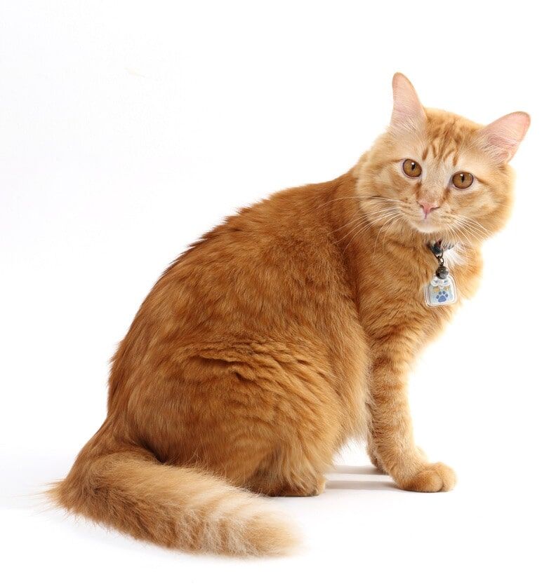 clínica veterinária lavradio