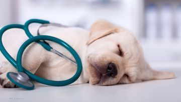 Dr. med. vet. Hansjörg Schäfer Fachtierarzt für Kleintiere Ultraschall Hund