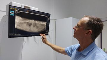 Dr. med. vet. Hansjörg Schäfer Fachtierarzt für Kleintiere Ultraschall Hund