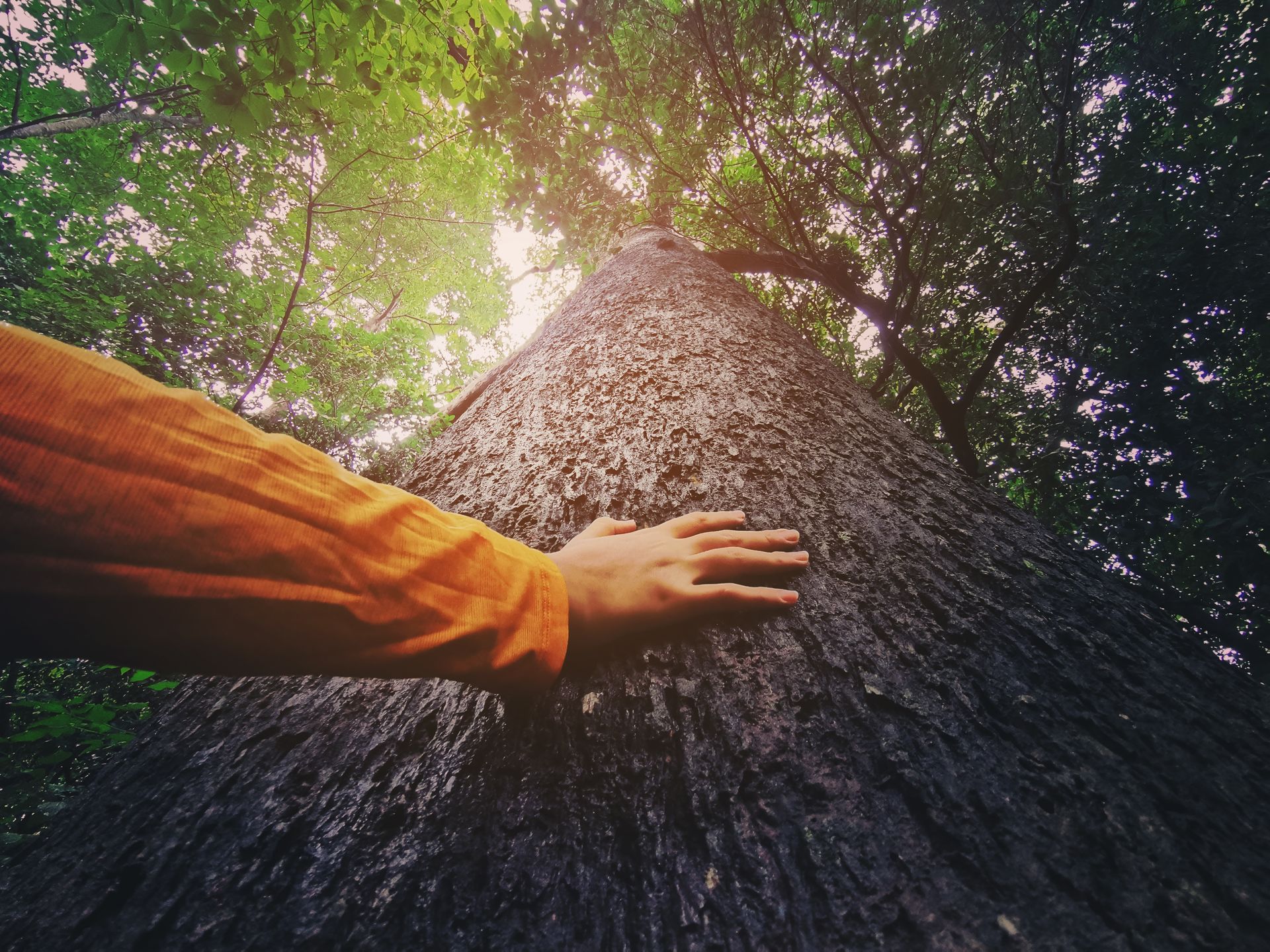 Une main effleure l'écorce d'un arbre géant sous la canopée ensoleillée d'une forêt.
