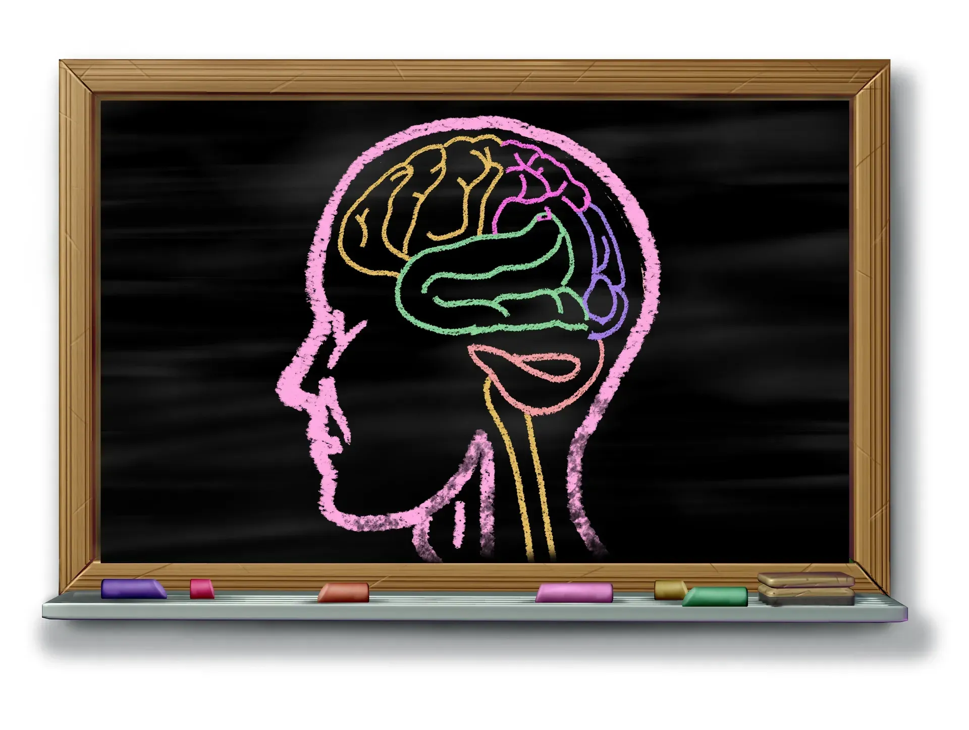 Dibujo con tiza en una pizarra de una cabeza humana que muestra el cerebro. Las distintas partes del cerebro están codificadas por colores.