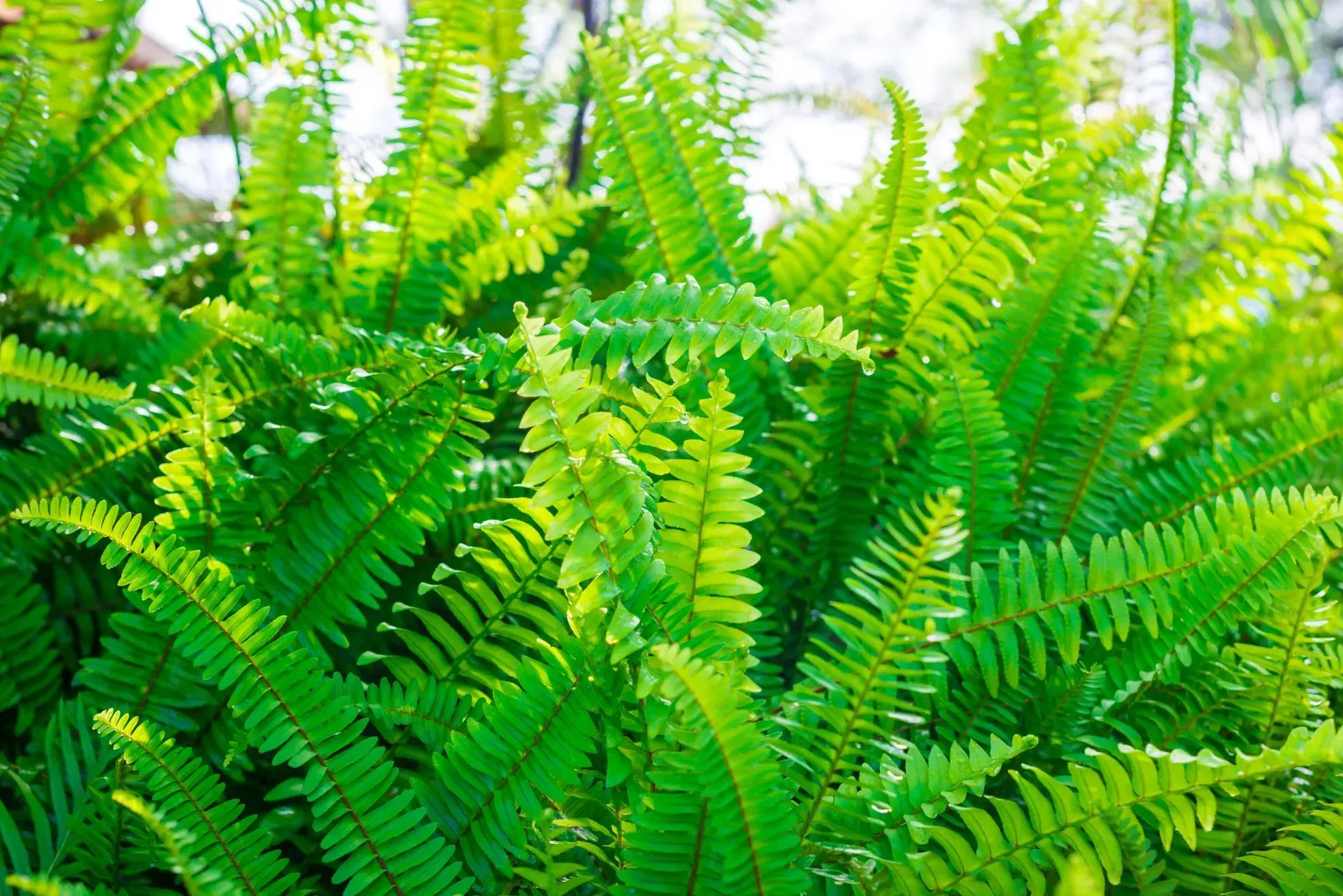 Helechos verdes a la luz del sol, exuberantes y vibrantes.