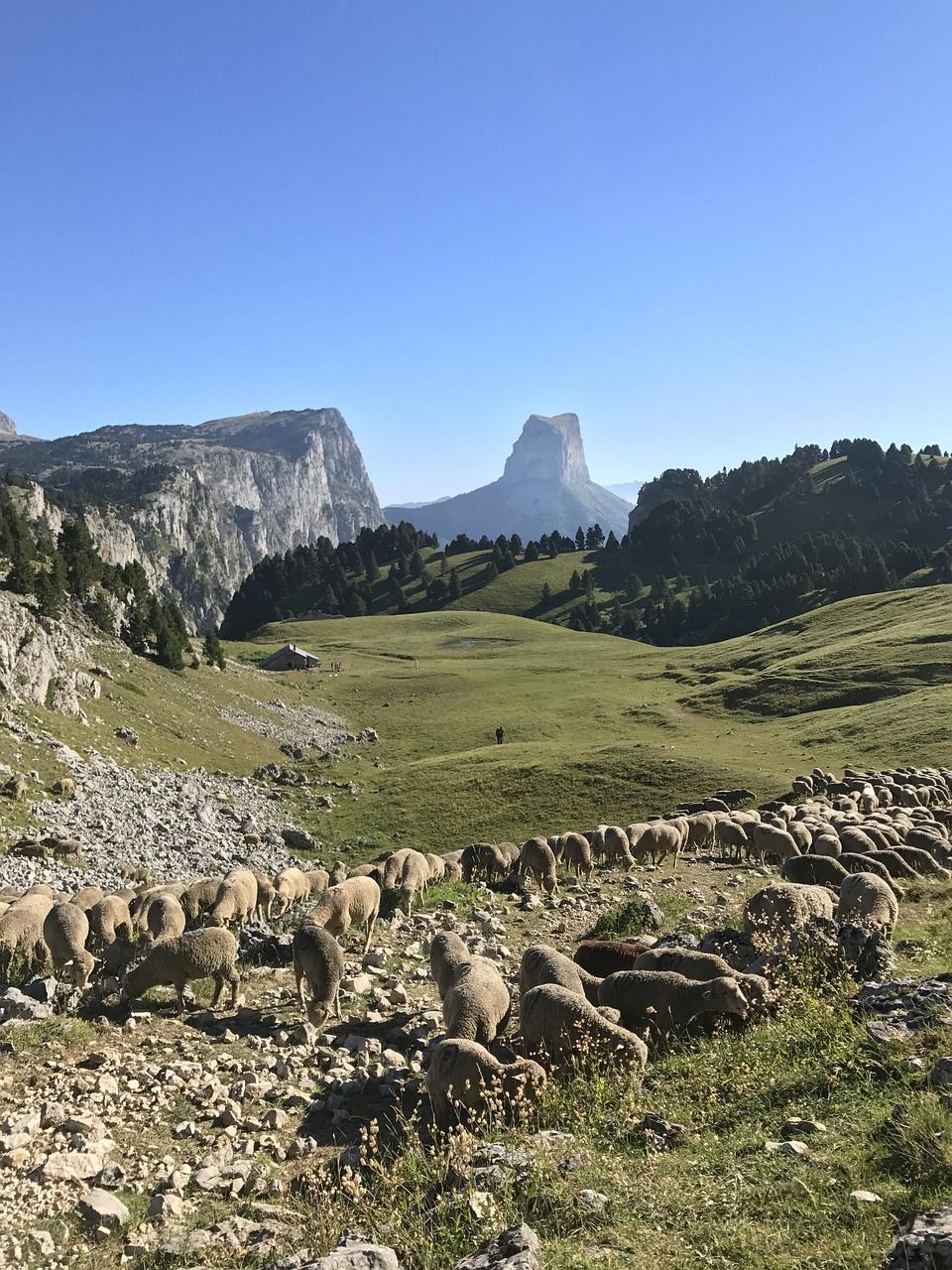 Un grand troupeau de moutons broute dans une prairie rocailleuse et montagneuse, au pied d'un pic pointu et proéminent, sous un ciel d'un bleu limpide.