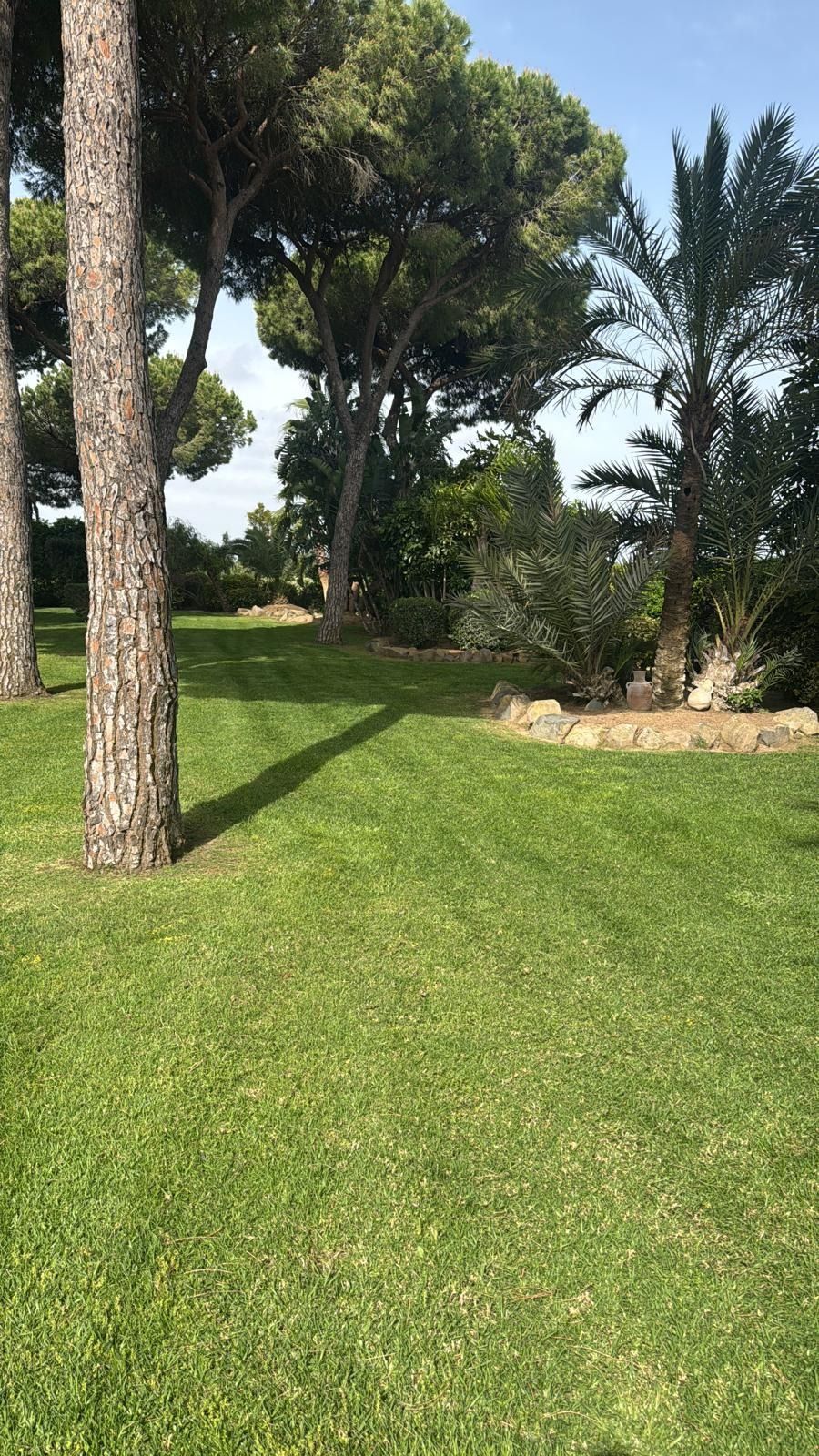 Un exuberante campo verde con árboles y palmeras al fondo.