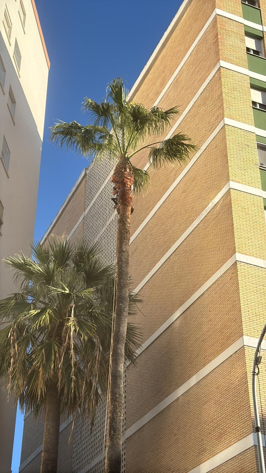 Un edificio alto con una palmera delante.