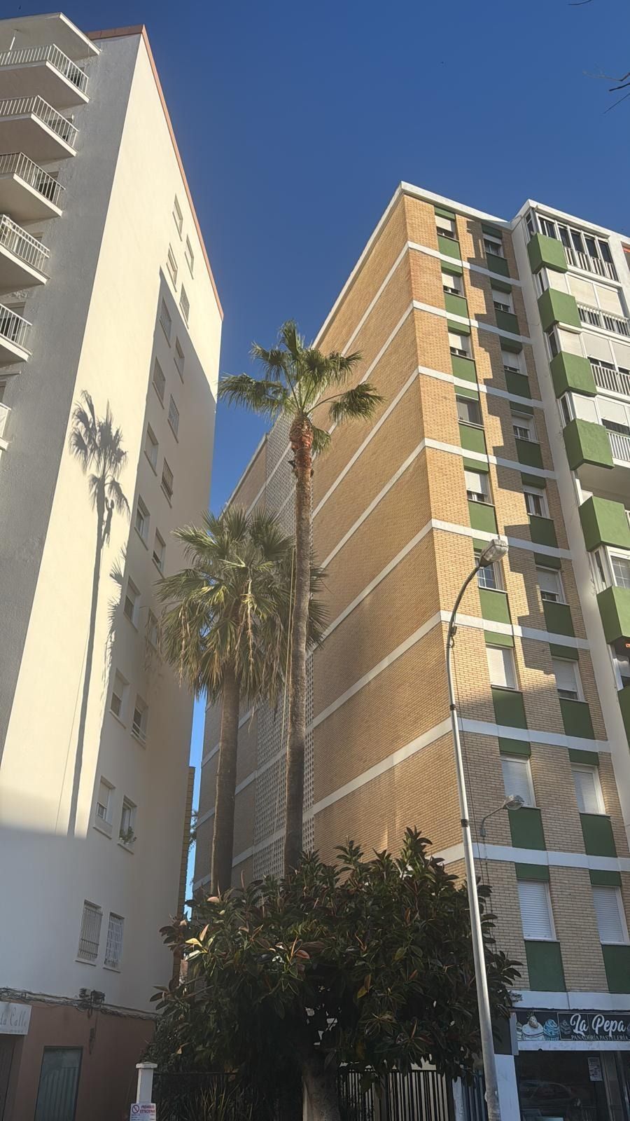 Un edificio alto con una palmera delante.