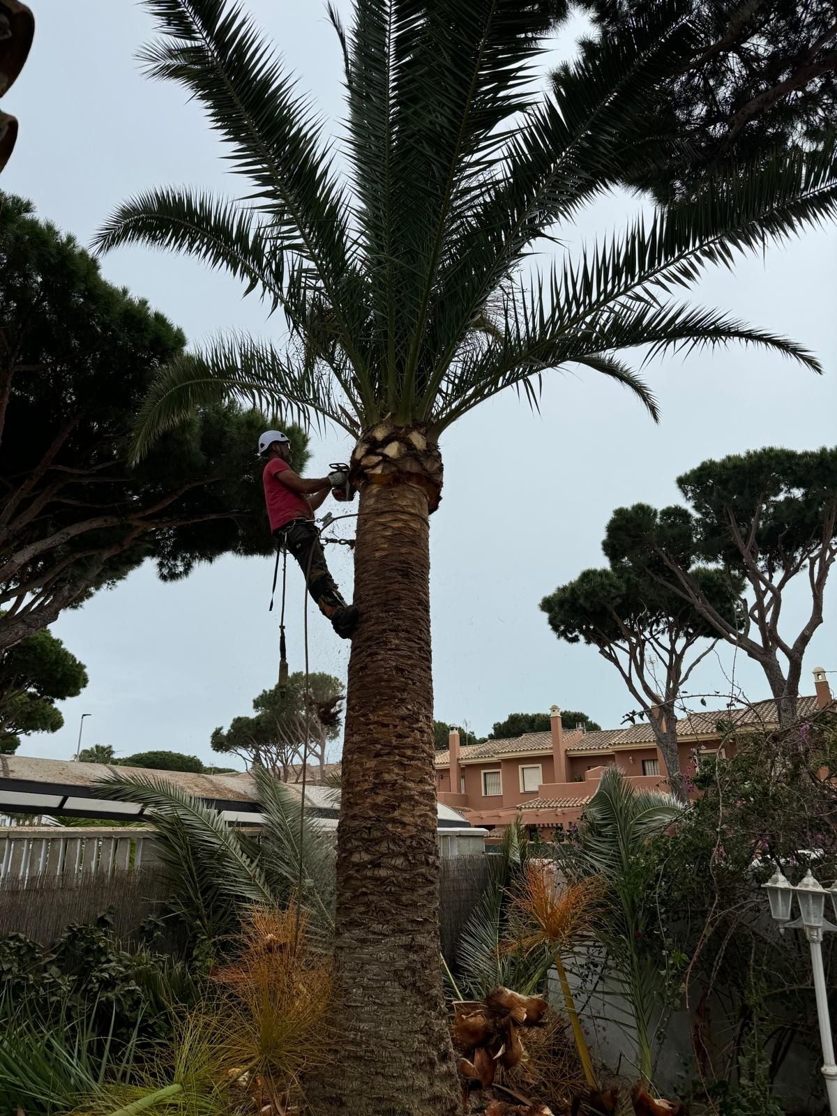 Un hombre está trepando una palmera en un jardín.