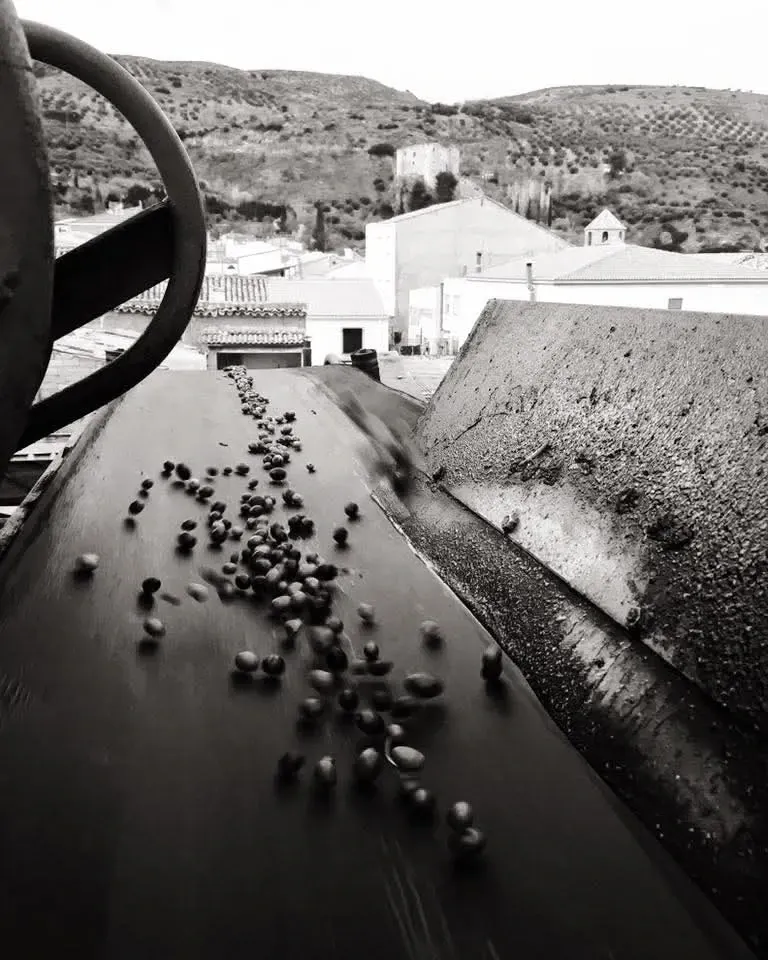 Imagen en blanco y negro de aceitunas desplazándose por una cinta 