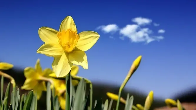 A yellow flower with a blue sky in the background