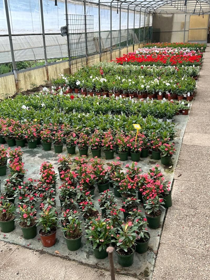 Produzione fiori - Olimpio Vidal