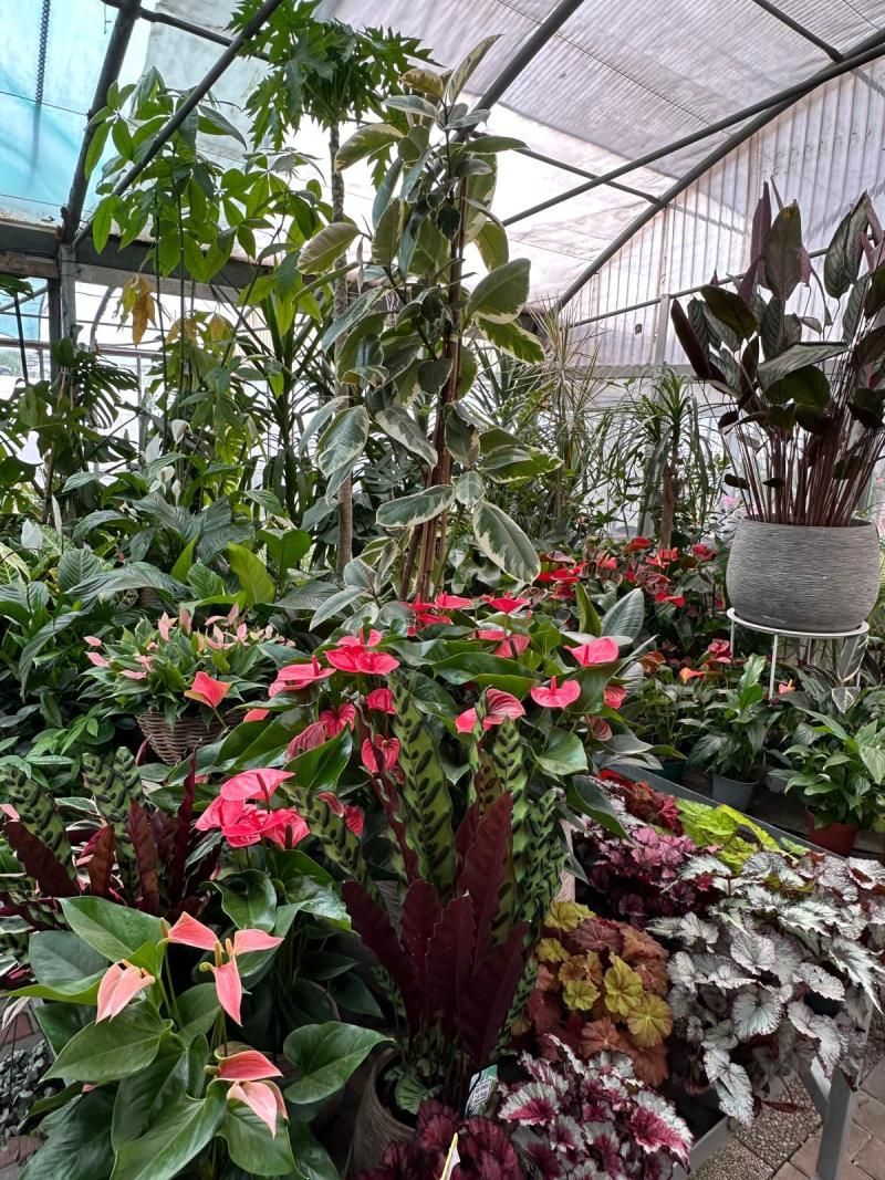 Produzione fiori esotici - Olimpio Vidal